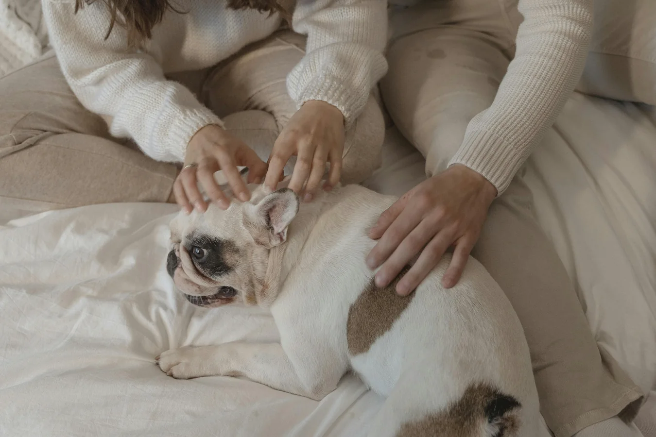 Commercial-friendly support image showing a calm moment with a dog.